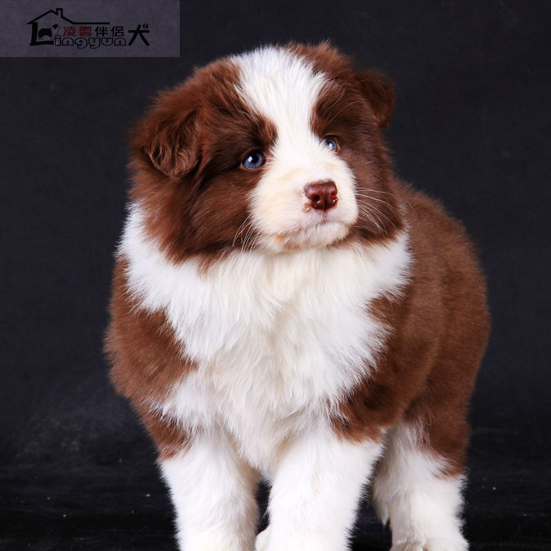 边牧幼犬