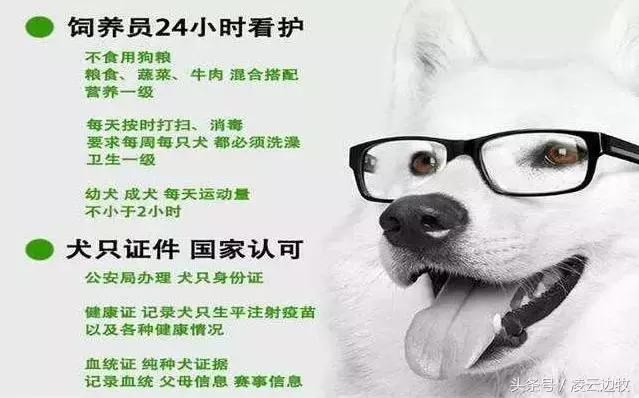 天上掉馅饼50元买到的世界名犬
