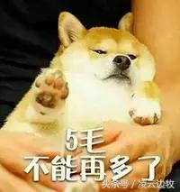 天上掉馅饼50元买到的世界名犬