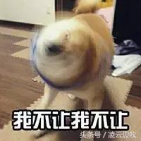 天上掉馅饼50元买到的世界名犬