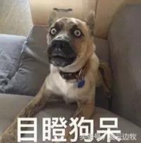 天上掉馅饼50元买到的世界名犬